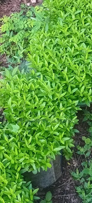 Kaiyaba Seedlings (Kei Apple)