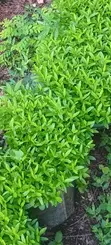 Kaiyaba Seedlings (Kei Apple) - 1