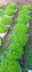 Kaiyaba Seedlings (Kei Apple) - 2