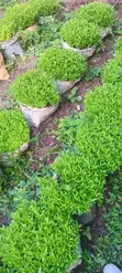 Kaiyaba Seedlings (Kei Apple) - 3