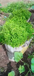 Kaiyaba Seedlings (Kei Apple) - 4