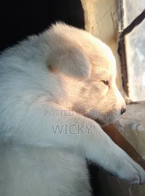 Mbwa Mchanganyiko wa Kiume wa Great Pyrenees (Miezi 1-3)