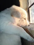 Mbwa Mchanganyiko wa Kiume wa Great Pyrenees (Miezi 1-3) - 1