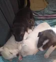 Mbwa Mchanganyiko wa Kiume wa Great Pyrenees (Miezi 1-3) - 2