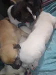 Mbwa Mchanganyiko wa Kiume wa Great Pyrenees (Miezi 1-3) - 3