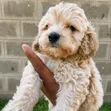 Female Purebred Cockapoo Puppy (1-3 Months) - 1