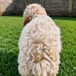 Female Purebred Cockapoo Puppy (1-3 Months) - 2