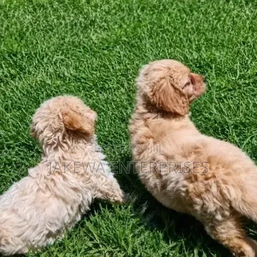 Male Purebred Cockapoo Puppy (1-3 Months) - 1