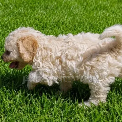Female Purebred Cockapoo Puppy (1-3 Months) - 1