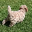Female Purebred Cockapoo Puppy (1-3 Months) - 2