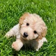 Female Purebred Cockapoo Puppy (1-3 Months) - 3
