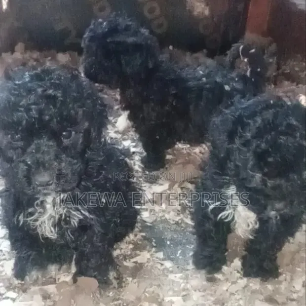 Male Purebred Maltipoo Puppy (1-3 Months) - 1