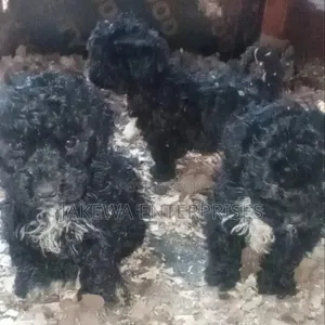 Male Purebred Maltipoo Puppy (1-3 Months)