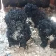 Male Purebred Maltipoo Puppy (1-3 Months) - 2
