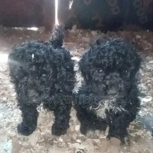 Female Purebred Maltipoo Puppy (1-3 Months)