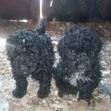 Female Purebred Maltipoo Puppy (1-3 Months) - 1
