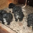 Female Purebred Maltipoo Puppy (1-3 Months) - 2