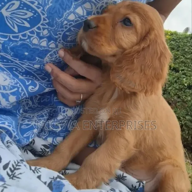 Female Purebred Cocker Spaniel Puppy (1-3 Months) - 1