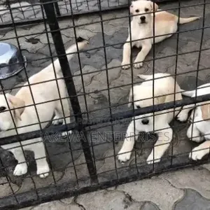 Purebred Male Labrador Retriever Puppy (1-3 Months)