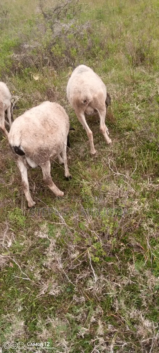 Dorper Sheep for Rehoming - 1