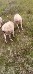 Dorper Sheep for Rehoming - 1