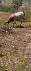 Dorper Sheep for Rehoming - 2