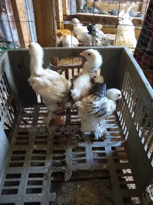 Brahma Chicks