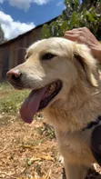 Purebred Golden Retriever - 2 Years Old - 1