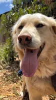 Purebred Golden Retriever - 2 Years Old - 2