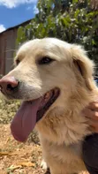 Purebred Golden Retriever - 2 Years Old - 3