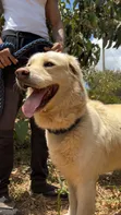 Purebred Golden Retriever - 2 Years Old - 4