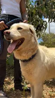 Purebred Golden Retriever - 2 Years Old - 5