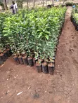 Pixie Fruit Seedlings - 1