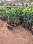 Pixie Fruit Seedlings - 2