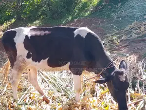 Friesian Cow - Recently Calved