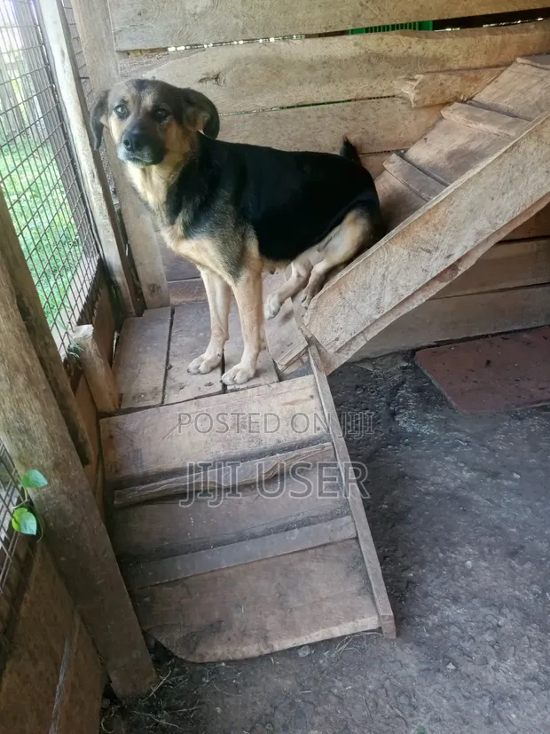 Female Purebred German Shepherd - 1+ Year Old - 1