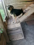 Female Purebred German Shepherd - 1+ Year Old - 1