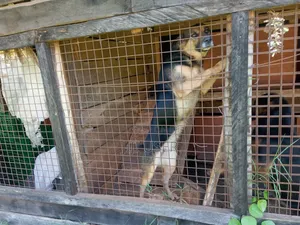 Female Purebred German Shepherd - 1+ Year Old