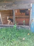 Female Purebred German Shepherd - 1+ Year Old - 3