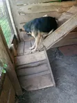 Female Purebred German Shepherd - 1+ Year Old - 4
