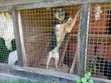 Female Purebred German Shepherd - 1+ Year Old - 5