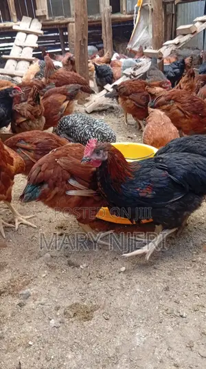 Improved Kienyeji Chicken for Slaughter