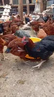 Kuku wa Kienyeji Bora kwa Kuchinjwa - 1