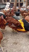 Kuku wa Kienyeji Bora kwa Kuchinjwa - 2