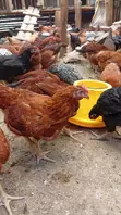 Kuku wa Kienyeji Bora kwa Kuchinjwa - 3