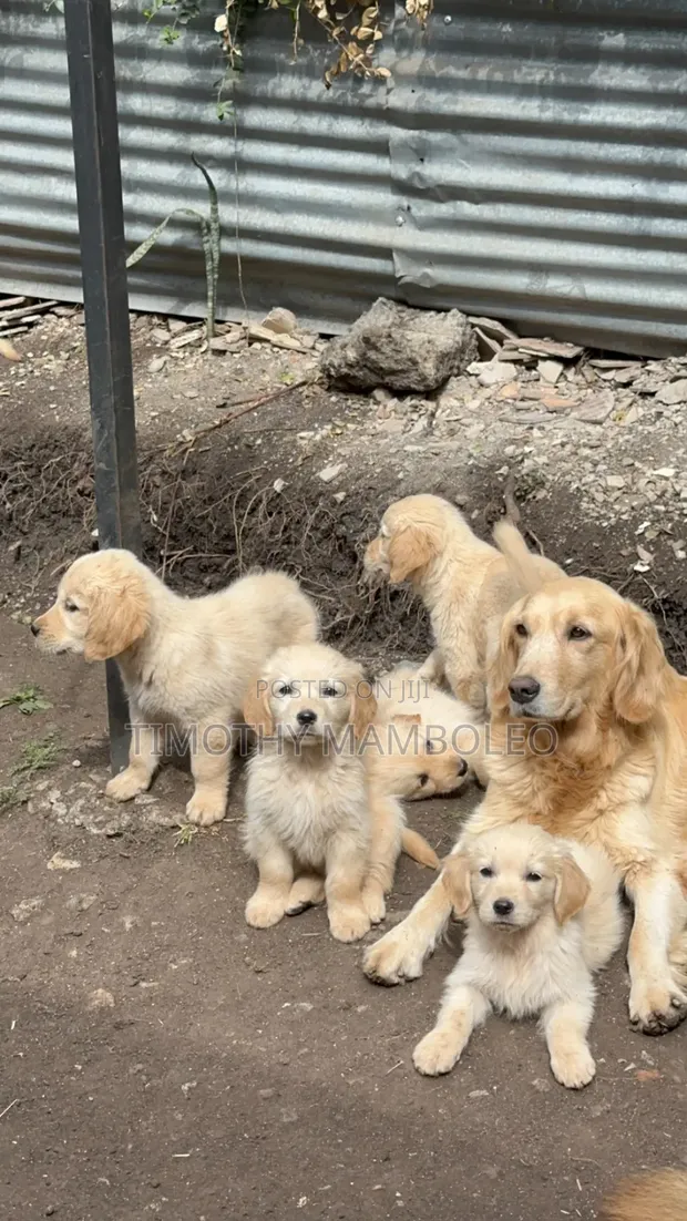 Female Purebred Golden Retriever Puppy, 14 Weeks Old - 1