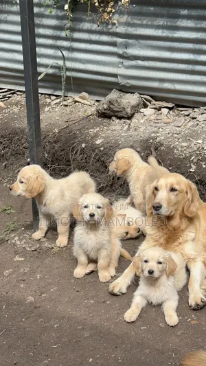 Female Purebred Golden Retriever Puppy, 14 Weeks Old
