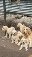 Female Purebred Golden Retriever Puppy, 14 Weeks Old - 1