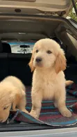 Female Purebred Golden Retriever Puppy, 14 Weeks Old - 2