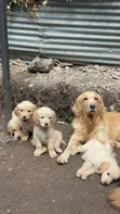 Female Purebred Golden Retriever Puppy, 14 Weeks Old - 3